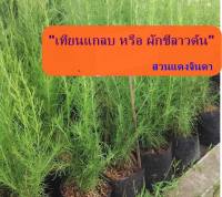 ผักชีลาวต้น เทียนแกลบ Dill กินยอดสด ต้นกล้าพร้อมปลูก รากแข็งแรง สูงประมาณ 20-30 เซน