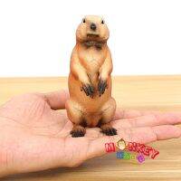 Monkey Toys - โมเ่ดลสัตว์ Marmot มาร์มอต แดงผอม ขนาด 10.50 CM (จากหาดใหญ่)