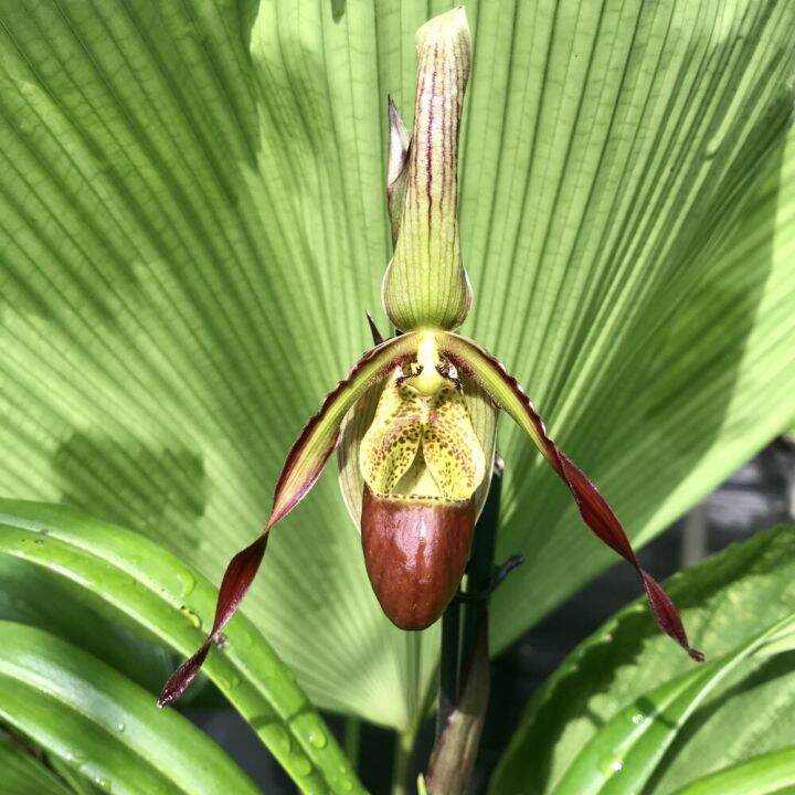 20-เมล็ดพันธุ์-bonsai-เมล็ดกล้วยไม้-กล้วยไม้-กล้วยไม้เอื้อง-phragmipedium-orchids-orchid-flower-seed-อัตราการงอกของเมล็ด-80-85