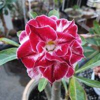 2 เมล็ด เมล็ดพันธุ์ ชวนชม สายพันธุ์ Elestren สีแดง Bonsai Desert Rose Adenium Seed กุหลาบทะเลทราย ราชินีทะเลทราย บอนไซ มีคู่มือปลูก