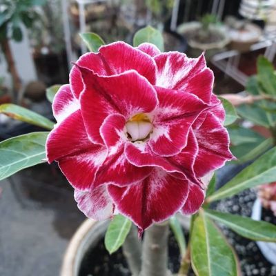 2 เมล็ด เมล็ดพันธุ์ ชวนชม สายพันธุ์ Elestren สีแดง Bonsai Desert Rose Adenium Seed กุหลาบทะเลทราย ราชินีทะเลทราย บอนไซ มีคู่มือปลูก