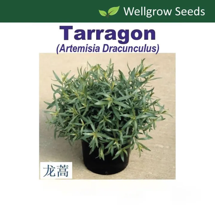 French Tarragon Seeds (not plants) Lazada PH