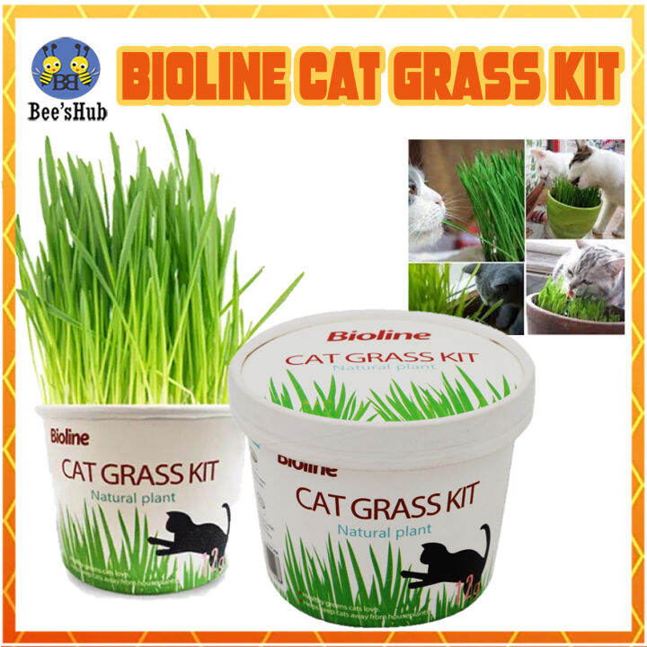 Bioline Cat Grass Kit Natural CAT GRASS Seeds 12g Lazada PH