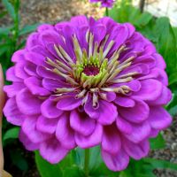 เมล็ดพันธุ์ ดอกบานชื่นสีม่วง (Purple Prince Zinnia Seed) 100 เมล็ด คุณภาพดี ราคาถูก ของแท้