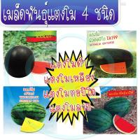 เมล็ดพันธุ์แตงโม 4 ชนิด