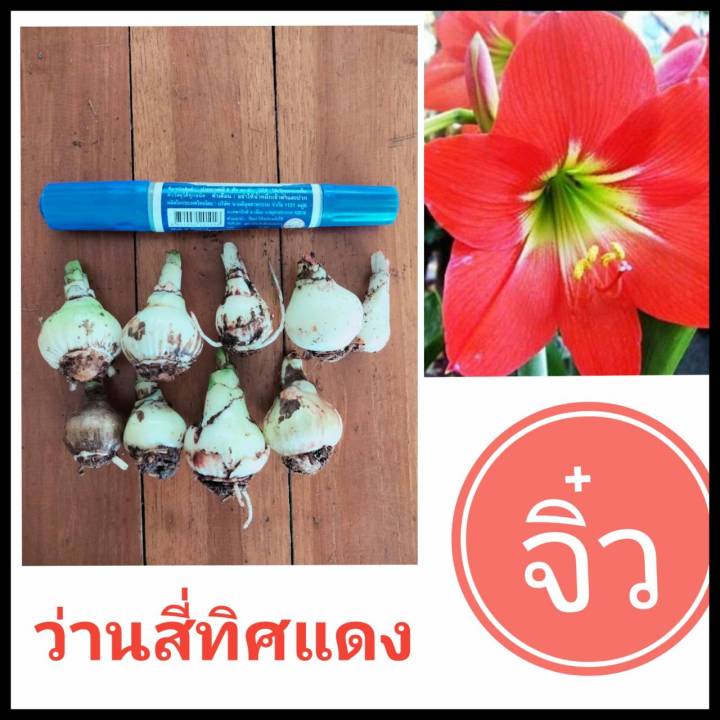 ว่านสีทิศแดงพื้นเมือง10หัว99บ.(จิ๋ว)ดอกใหญ่สีแดงชั้นเดียว  ว่านสี่ทิศแดงเรียกทรัพย์ ต้นไม้มงคล ดอกใหญ่สีแดงชั้นเดียว หัว