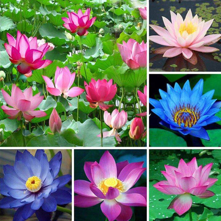 [Fast Germination] Ready Stock In Philippines 20 Pcs Bowl Lotus Seeds ...