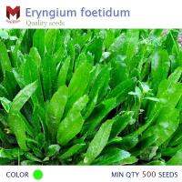 ผักชีฝรั่ง Sawtooth corianser Eryngium foetidum (500เมล็ด)