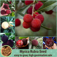 เมล็ดพันธุ์ แว็กซ์เบอรี่ 20เมล็ด/ห่อ Myrica Rubra Seed Waxberry Fruit Seeds พันธุ์ไม้ผล เมล็ดบอนสี เมล็ดพันธุ์ผลไม้ เมล็ดดอกไม้ ต้นไม้มงคล ต้นผลไม้ ต้นไม้แคระ ต้นไม้กินผล บอนไซ ต้นไม้ ต้นไม้จิ๋ว ผลไม้สด ต้นไม้จริง ต้นบอนไซ ปลูกง่ายปลูกได้ทั่วไทย Plants