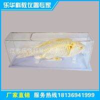 [boutique recommend] supply fish bone specimen price model of biological science and education