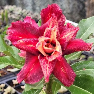 2 เมล็ด เมล็ดพันธุ์ ชวนชม สายพันธุ์ Celandine สีเหลืองแดง Bonsai Desert Rose Adenium Seed กุหลาบทะเลทราย ราชินีทะเลทราย บอนไซ มีคู่มือปลูก