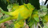 ขายส่ง 100 เมล็ด เมล็ดแก้วมังกรเหลืองอิสราเอล yellow Dragon Fruit From Israel แก้วมังกรสีเหลือง Columbia yellow pittaya พันธุ์ดาหลา พันธุ์เหลืองโคลัมเบีย