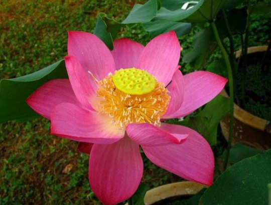 5-เมล็ด-บัวนอก-บัวนำเข้า-บัวสายพันธุ์-yiming-red-lotus-สีชมพู-สวยงาม-ปลูกในสภาพอากาศประเทศไทยได้-ขยายพันธุ์ง่าย-เมล็ดสด