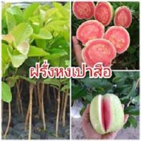 ( Pro+++ )++ ต้นฝรั่งหงเปาสือ ฝรั่งใส้แดง ต้นพันธุ์สูง 40-50 ซม. แข็งแรง พร้อมปลูก รับประกันพันธุ์แท้ 100% ราคาดี ต้นไม้ ฟอก อากาศ กระถาง ต้นไม้ ไม้ ประดับ ต้นไม้ ปลูก ใน บ้าน