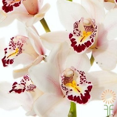 18 เมล็ดพันธุ์ เมล็ดกล้วยไม้ กล้วยไม้ ซิมบิเดียม (Cymbidium Orchids) Orchid flower seeds อัตราการงอกสูง 70-80%