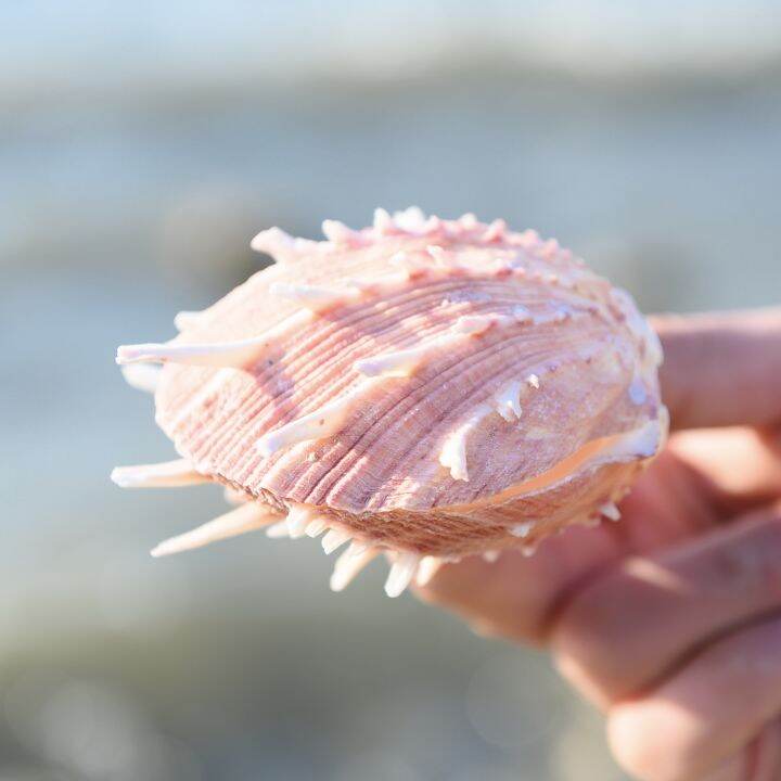 readystock-natural-large-shell-conch-red-chrysanthemum-shell-starfish-specimen-collection-fish-tank-scenery-decoration-window-home-lucky-ornaments-yy