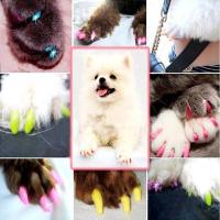 Pet Dog Cat Nail Caps 20 pcs/lot Pet Cat Dog Nail Finger Grooming Floor Protect Claw Control Soft Paw Caps XS, S , M , L