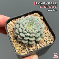 Echeveria Sierras #หัวเดี่ยว ไม้อวบน้ำ กุหลาบหิน cactus&amp;succulentหลากหลายสายพันธุ์