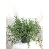 ( PRO+++ ) โปรแน่น.. โรสแมรี่(Rosemary) สมุนไพรฝรั่งกลิ่นหอม สินค้าพร้อมส่ง พุ่มใหญ่ฟอร์มสวยมาก ราคาสุดคุ้ม พรรณ ไม้ น้ำ พรรณ ไม้ ทุก ชนิด พรรณ ไม้ น้ำ สวยงาม พรรณ ไม้ มงคล