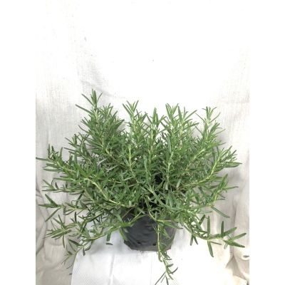 ( PRO+++ ) โปรแน่น.. โรสแมรี่(Rosemary) สมุนไพรฝรั่งกลิ่นหอม สินค้าพร้อมส่ง พุ่มใหญ่ฟอร์มสวยมาก ราคาสุดคุ้ม พรรณ ไม้ น้ำ พรรณ ไม้ ทุก ชนิด พรรณ ไม้ น้ำ สวยงาม พรรณ ไม้ มงคล