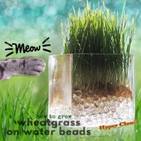 Pet Organic Grass ชุดปลูกต้นอ่อนข้าวสาลี ออร์แกนิค หญ้าแมว ข้าวสาลีแมว  (Seeds + Jelly Bell + Cups +) 15g