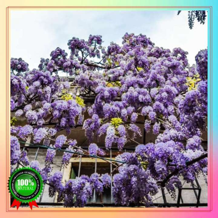 Fast Grow 50 Seeds Wisteria Indoor and Outdoor Bonsai Live Plants seeds