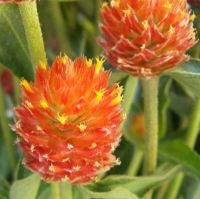 10 เมล็ด บานไม่รู้โรยสีส้ม - QIS Orange Gomphrena