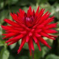 35 เมล็ด เมล็ดพันธุ์ Home Plant Seed Dahlia Doris Day สายพันธุ์ยุโรป ดอกรักเร่ นำเข้าจากอังกฤษ ดอกใหญ่ พร้อมคู่มือปลูก Dahlia Seed