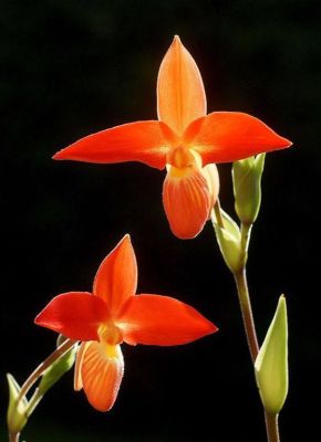 30 เมล็ดพันธุ์ Garden Seeds เมล็ดกล้วยไม้ กล้วยไม้ กล้วยไม้เอื้อง (Phragmipedium Orchids) Orchid flower seeds อัตราการงอก 80-85%