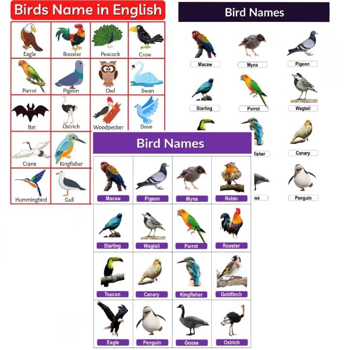 Laminated Birds Charts for Kids, Learners and Educators | Lazada PH