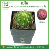 [Cactus] เมโล Cactus ตะบองเพชร ในกระถาง 2-2.5นิ้ว ต้นไม้มินิมอล