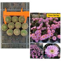 โปรโมชั่น หน่อเด็ดสด 10 หน่อ 235  แคคตัส/กระบองเพชร Cactus อิชอนอป Echinopsis ไฮบริด แองเจิ้ล ราคาถูก  แคคตัส กระบองเพรช ตะบองเพรช ไม้จิ๋ว ไม้ตั้งโต๊ะทำงาน ไม้ประดับ ไม้มงคล ไม้ดอก