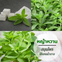 30 เมล็ด หญ้าหวาน - Stevia (Stevia rebaudiana)