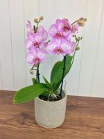 30 เมล็ดพันธุ์ Home Plant Seed เมล็ดกล้วยไม้ ฟาแลนนอปซิส (Phalaenopsis Orchids) Orchid flower Seed อัตราการงอกของเมล็ด 80-85%