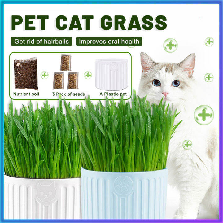 Natural Organic Cat Grass Seeds Planter Kit Mouth Cleansing Hairball Removal Digestion Aid