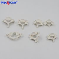 1 human separate section 7 cervical vertebra bone model medical teaching bonesetting powder bone bone specimens AIDS