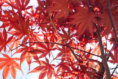 ขายส่ง 100 เมล็ด เมล็ดเมเปิ้ลแดงญี่ปุ่น Japanese Red Maple ต้นเมเปิลญี่ปุ่น ใบเมเปิ้ล สีแดง ใบไม้เปลี่ยนสี  บอนไซญี่ปุ่น ใบไม้สีแดง ฤดูใบไม้ร่วง