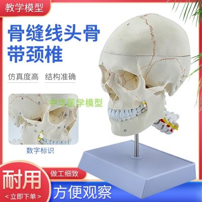 Quality goods 1:1 with high-end medical model of human skull anatomy of the skull specimen bones neural model