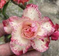 2 เมล็ด เมล็ดพันธุ์ ชวนชม สายพันธุ์ Fern สีเหลืองแดง Bonsai Desert Rose Adenium Seed กุหลาบทะเลทราย ราชินีทะเลทราย บอนไซ มีคู่มือปลูก