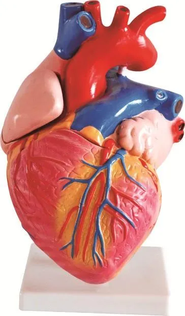 Sự thật bất ngờ về nguồn gốc của biểu tượng hình trái tim