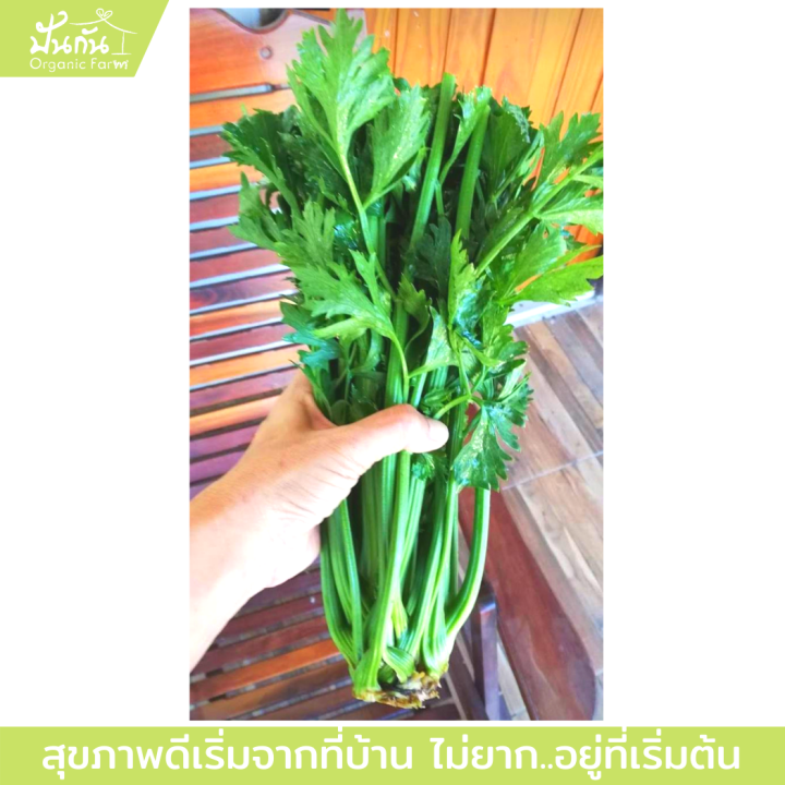 เมล็ดพันธุ์-celery-เซเลอรี่-ขึ้นฉ่ายฝรั่ง-คึ่นช่ายยักษ์-เซเลรี่-บรรจุ250-เมล็ด-ผักสวนครัว-พร้อมเอกสารแนะนำการปลูก-organic-celery-จากปันกันออร์แกนิคฟาร์ม