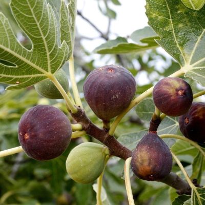 10 เมล็ด เมล็ดมะเดื่อฝรั่ง Figs สายพันธุ์ Haifa ของแท้ 100% มะเดื่อฝรั่ง หรือ ลูกฟิก (Fig) อัตรางอก 70-80% Figs seeds มีคู่มือวิธีปลูก