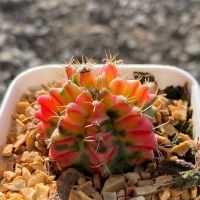 Gymnocalycium G.Supernova G010 ยิมโนด่าง ไม้เมล็ด รหัสG GYmno variagata seedings ขนาดกระถาง 3 นิ้ว (จัดส่งทั้งกระถาง) #กระบองเพชร #Cactus #ต้นไม้สวยงาม