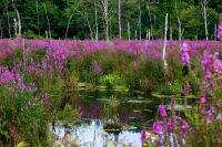 เมล็ดพันธุ์ เพอเพิ่ล ลูสสไตร้ฟ Lythrum salicaria purple loosestrife 1000 เมล็ด เมล็ดพันธุ์นำเข้าจาก อังกฤษ.