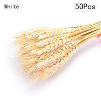 GNStore[COD] 100pcs DRY wheat EAR Flower ดอกไม้แห้งธรรมชาติ DIY Wedding PARTY Home Decor