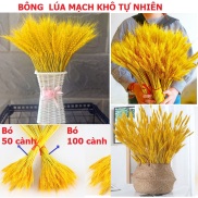 Bông lúa mạch khô thật tự nhiên, hoa khô decor trang trí nhà cửa