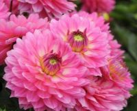 1 หัว/ออเดอร์ รักเร่ Dahlia Bulbs สายพันธุ์ Bellini หัวรักเร่ ดอกไม้ หัวหน่อ เหง้า นำเข้า เนเธอร์แลน หัวสดใหม่