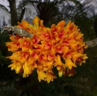 กล้วยไม้หวาย หวายบูเลนเนียนั่ม (Philippines)  Dendrobium bullenianum ดอกสีสดใส สวยงาม