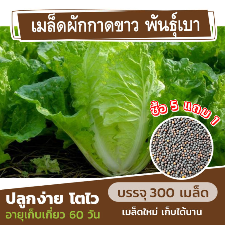 เมล็ดพันธุ์-ผักกาดขาว-พันธุ์เบา-แบ่งขาย-300-เมล็ด-ซื้อ-5-แถม-1