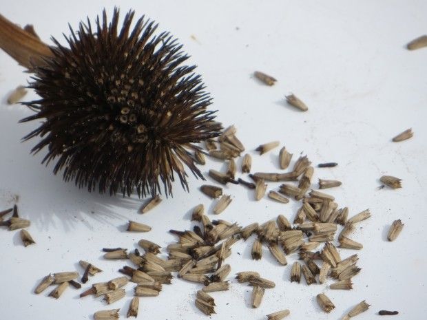 100-เมล็ดพันธุ์-เมล็ด-เมล็ดพันธุ์-เอ็กไคนาเซีย-หรือ-โคนฟลาวเวอร์-echinacea-coneflower-seeds-อัตราการงอก-80-85
